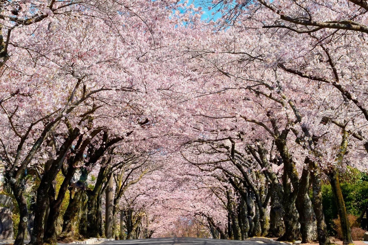 ここは天国？伊東の桜が本気出してきた！【もうすぐ見頃】桜の名所3選！「圧巻！3kmトンネル」「幻想的な夜桜も」贅沢な桜ハシゴ旅
