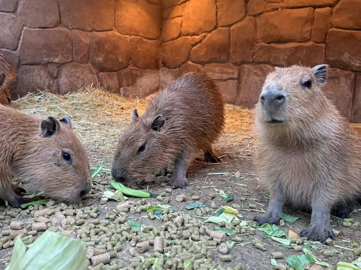 可愛すぎて反則級？【伊豆シャボテン動物公園】今しか会えない「奇跡のベビーラッシュ」温泉カピバラも降臨