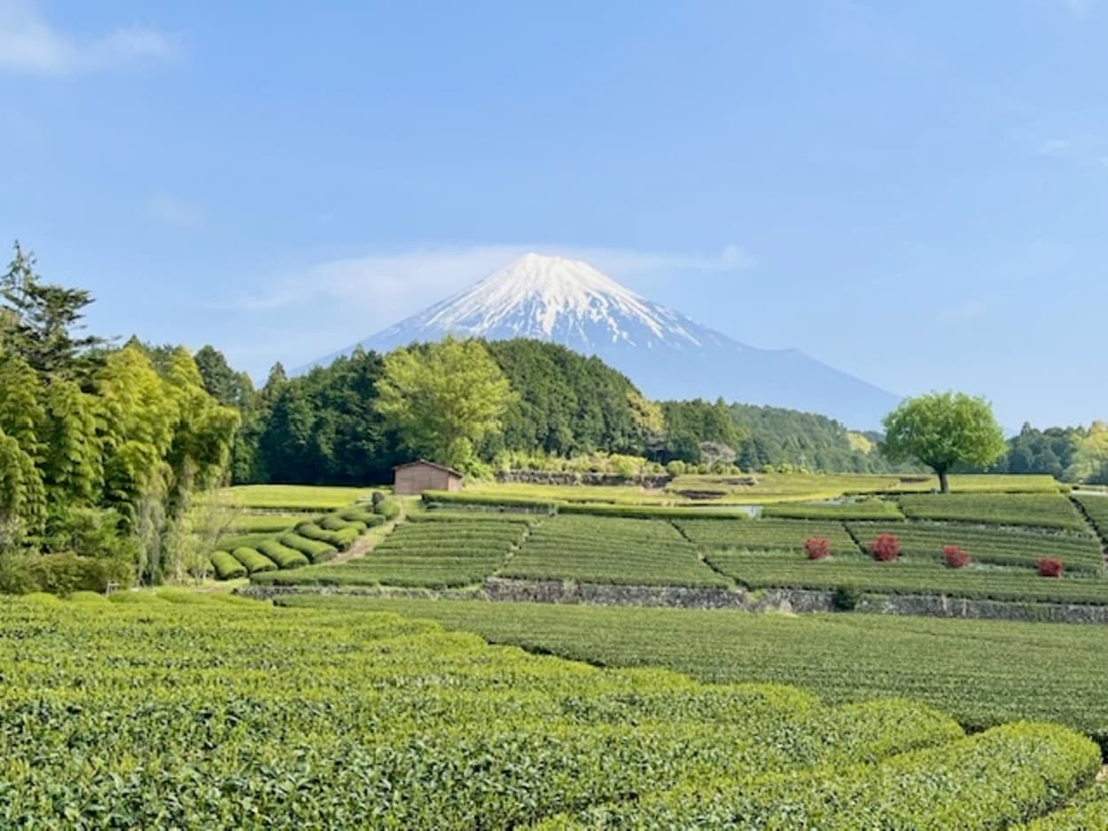 GWのお出かけに！【富士市】一生に一度は見たい絶景【大淵笹場】1,000円で茶摘み体験＆富士山を望む茶の間で極上の一杯